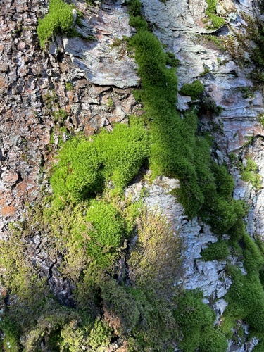 Orthodicranum montanum observed 2026-10-19