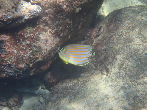 Chaetodon ornatissimus observed 2026-10-19