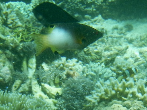 Bodianus axillaris observed 2026-10-17
