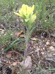 Castilleja citrina