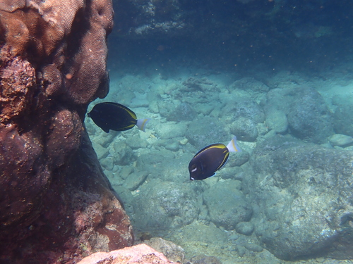 Acanthurus nigricans observed 2026-10-19