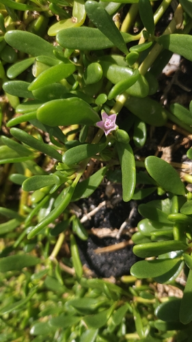 Sesuvium portulacastrum observed 2026-10-17