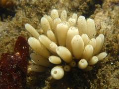 Leucilla nuttingi