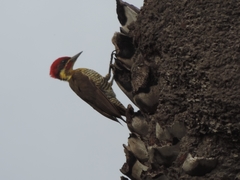 Piculus chrysochloros