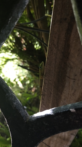 Phelsuma laticauda observed 2026-10-17