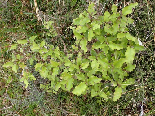 Olearia paniculata observed 2026-10-18