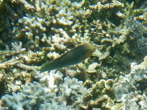 Halichoeres melanurus observed 2026-10-17