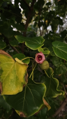 Thespesia populnea observed 2026-10-17