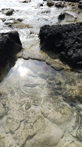 Heterocentrotus mamillatus observed 2026-10-18
