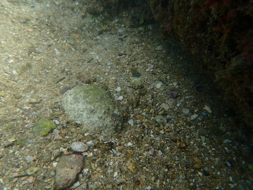 Calappa hepatica observed 2026-10-19