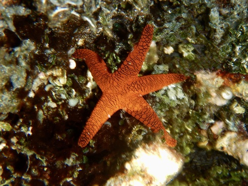 Fromia indica observed 2026-10-17