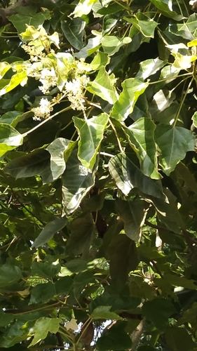 Aleurites moluccanus observed 2026-10-18