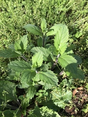 Verbena
