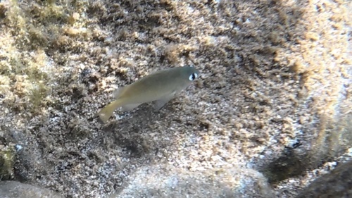 Plectroglyphidodon imparipennis observed 2026-10-18