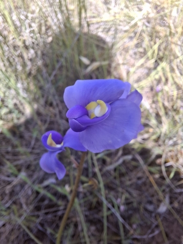 Swainsona procumbens observed 2026-10-18