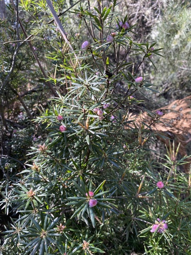 Cyathodes glauca observed 2026-10-19