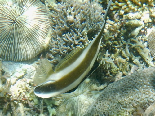 Heniochus chrysostomus observed 2026-10-17