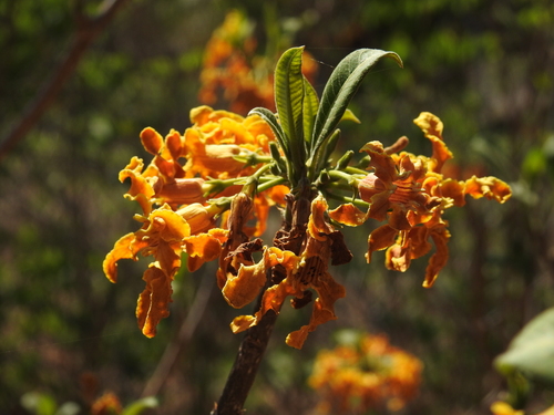 Strophanthus observed 2026-10-11