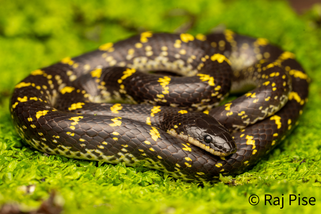 Yellow-spotted Wolf Snake