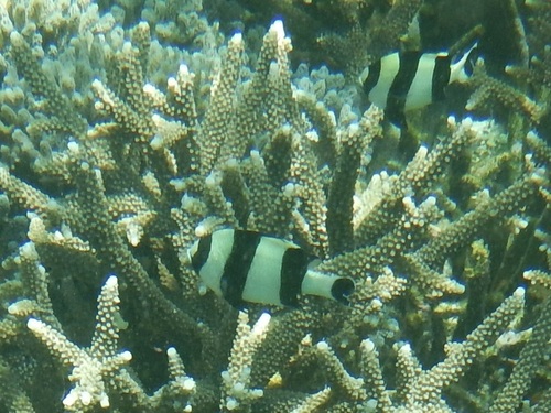 Dascyllus melanurus observed 2026-10-17
