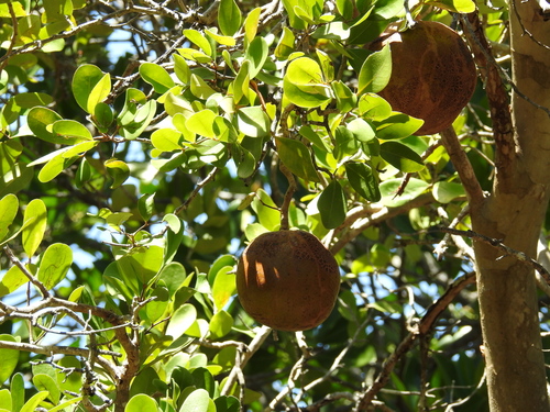 Xylocarpus granatum observed 2026-10-12