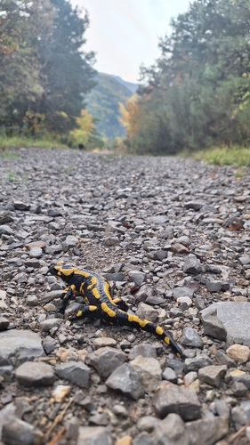 Fire Salamander
