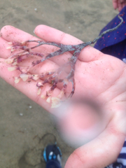 Ahnfeltiopsis linearis