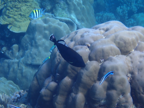 Melichthys vidua observed 2026-10-19
