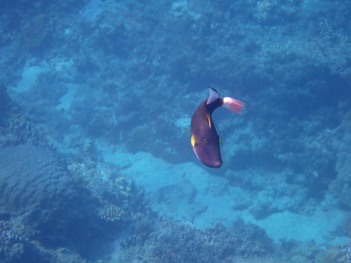 Melichthys vidua observed 2026-10-19