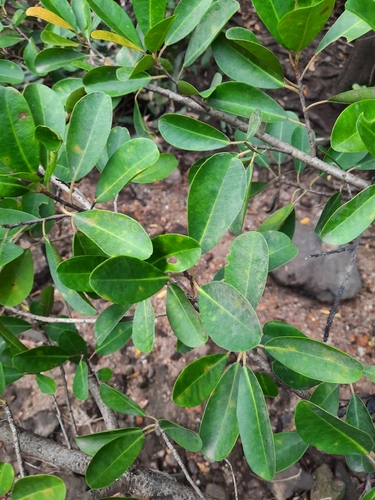 Excoecaria agallocha observed 2026-10-19