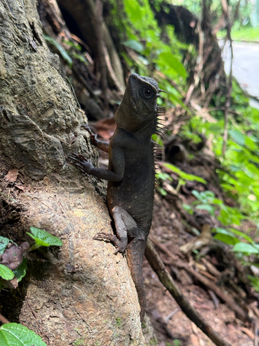 Acanthosaura armata observed 2026-10-19