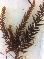 Callithamnion pikeanum