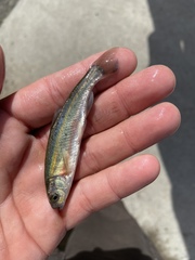 Richardsonius egregius