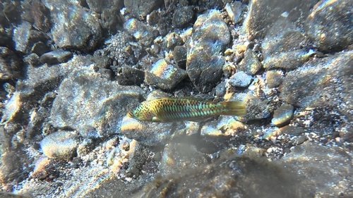 Thalassoma trilobatum, 2026-10-18