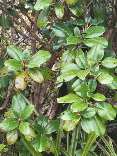 Brachyglottis elaeagnifolia observed 2026-10-19