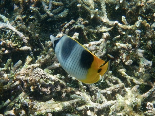 Chaetodon ulietensis observed 2026-10-17