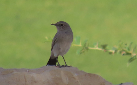 iNaturalist image