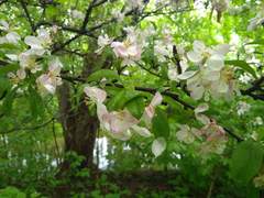 Malus
