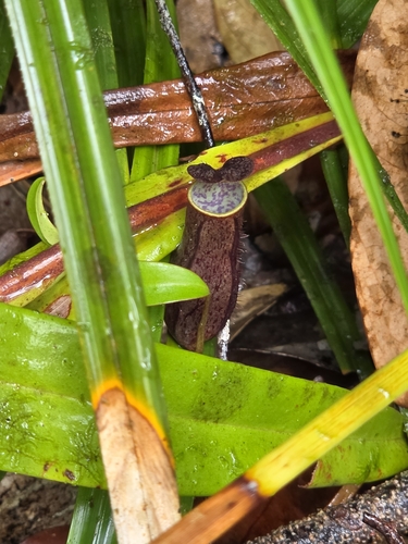 Nepenthes gracilis, 2026-10-19
