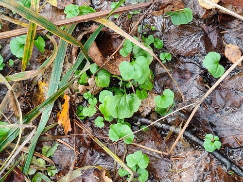Cardamine amara, 2026-10-15