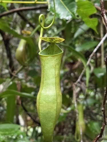 Nepenthes gracilis observed 2026-10-19