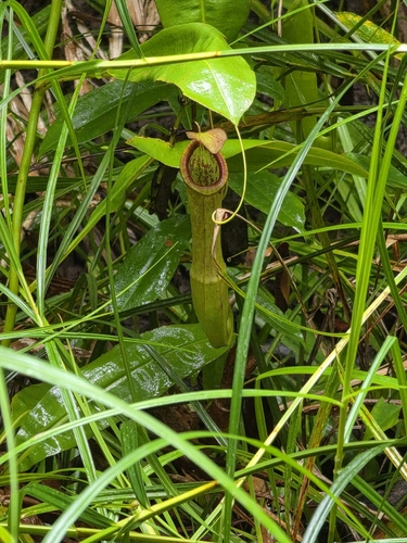 Nepenthes mirabilis observed 2026-10-19