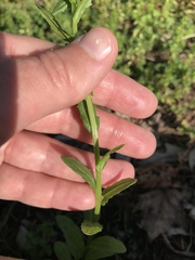 Thlaspi arvense