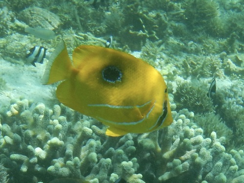 Chaetodon bennetti observed 2026-10-17