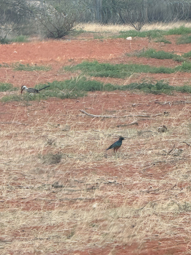 iNaturalist image