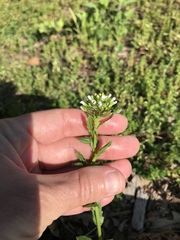 Thlaspi arvense