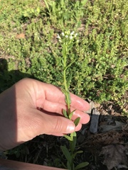 Thlaspi arvense