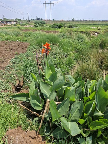 Canna glauca observed 2026-10-16
