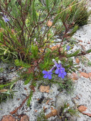 Lobelia pinifolia, 2026-10-17