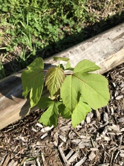 Acer negundo